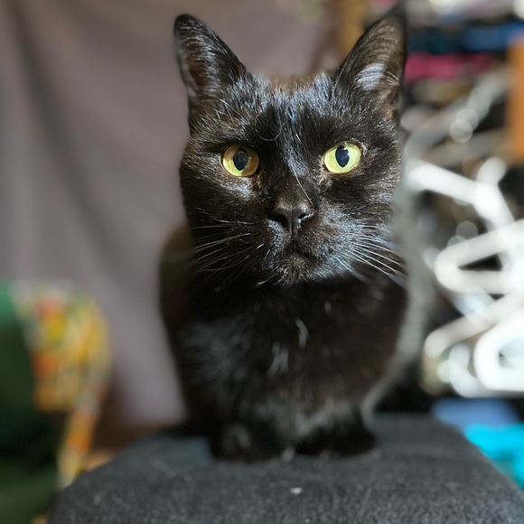 Meet your Posher, Roxanne - Picture 4 of 15